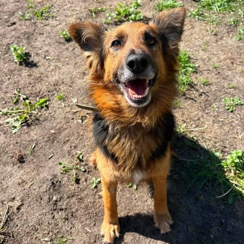 GERDA, female puppy Mixed Breed for adoption at Fundacja Puszatek, Warszawa