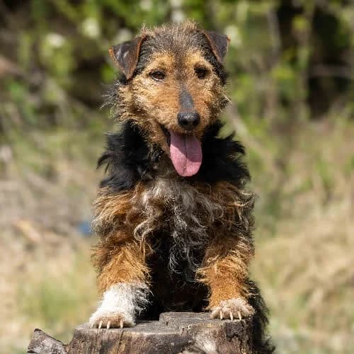 Tiffany, female puppy Mixed Breed for adoption at Fundacja Puszatek, Warszawa