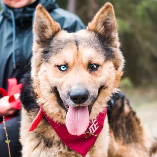 Ollie, male puppy Mixed Breed for adoption at Fundacja Puszatek, Warszawa