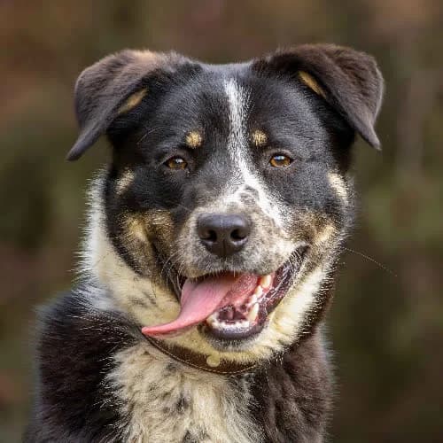 Dante, male puppy Mixed Breed for adoption at Fundacja Puszatek, Warszawa