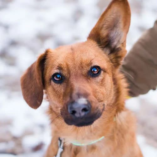 Triss, female puppy Mixed Breed for adoption at Fundacja Puszatek, Warszawa