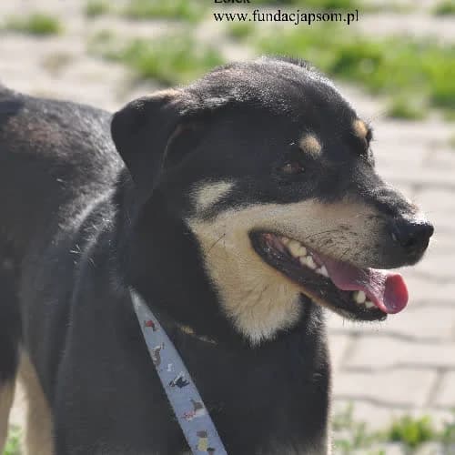 Lolek, male puppy Mixed Breed for adoption at Fundacja Puszatek, Warszawa
