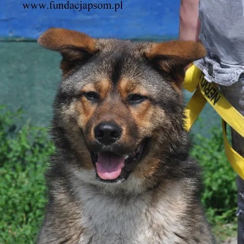 Misiek, male puppy Mixed Breed for adoption at Fundacja Puszatek, Warszawa