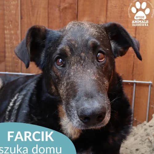 Farcik, male puppy Mixed Breed for adoption at Fundacja Puszatek, Warszawa