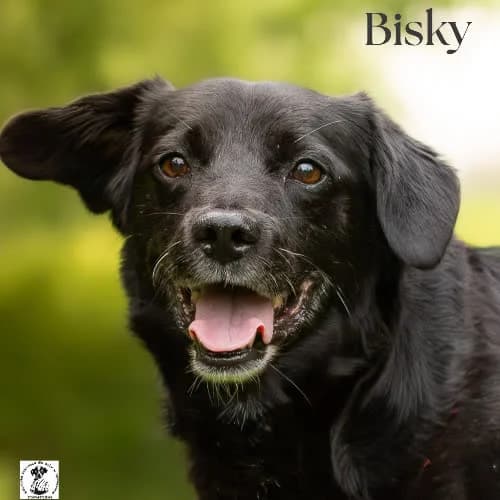 mikrolabek BISKY, male 6yo Mixed Breed for adoption at Fundacja Puszatek, Warszawa