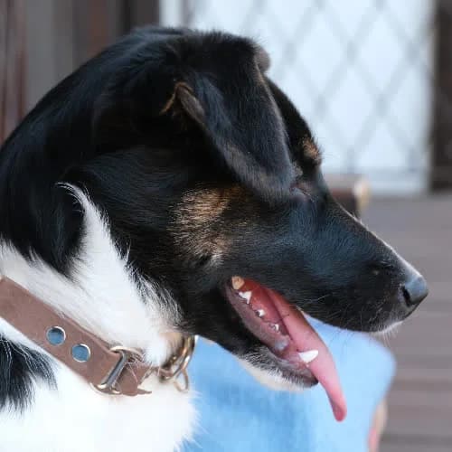Pesto, male 6yo Mixed Breed for adoption at Fundacja Puszatek, Warszawa
