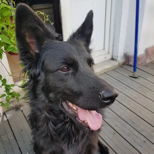 Sabina, female puppy Mixed Breed for adoption at Fundacja Puszatek, Warszawa