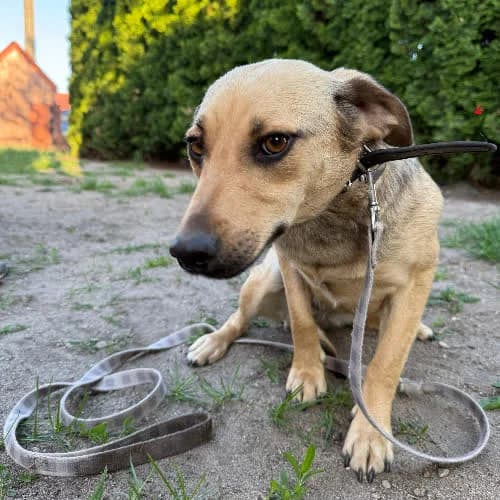 Misia, female puppy Mixed Breed for adoption at Fundacja Puszatek, Warszawa