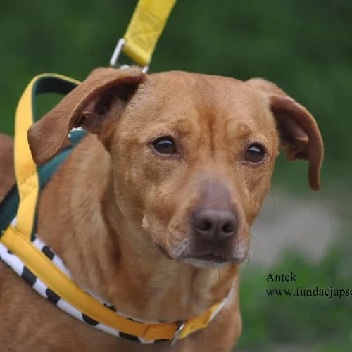 Antek, male puppy Mixed Breed for adoption at Fundacja Puszatek, Warszawa