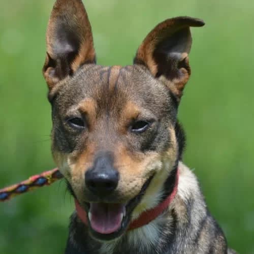 Pepper, male 4yo Mixed Breed for adoption at Fundacja Puszatek, Warszawa