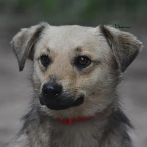 Felix, male puppy Mixed Breed for adoption at Fundacja Puszatek, Warszawa