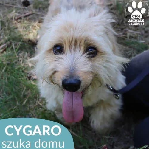 Cygaro, male puppy Mixed Breed for adoption at Fundacja Puszatek, Warszawa