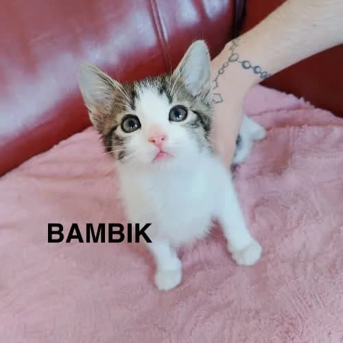 Bambik, male young Mixed Breed for adoption at Fundacja Puszatek, Warszawa