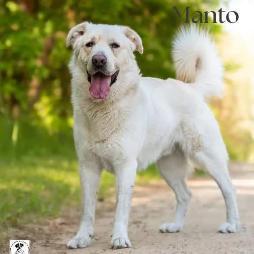 odważny MANTO, male puppy Mixed Breed for adoption at Fundacja Puszatek, Warszawa