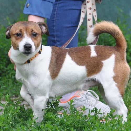 MIki, male puppy Mixed Breed for adoption at Fundacja Puszatek, Warszawa