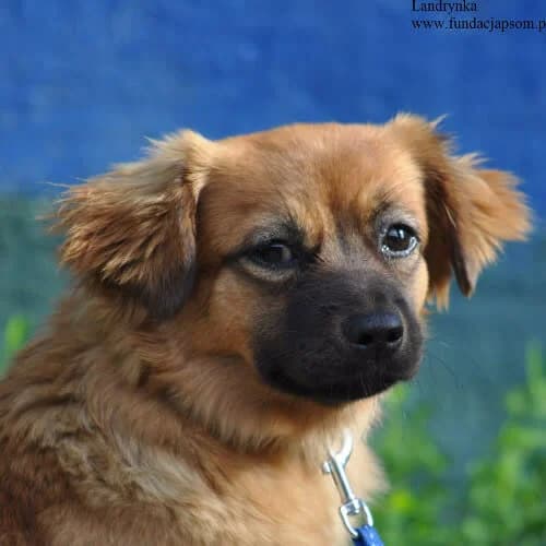 Landrynka, female puppy Mixed Breed for adoption at Fundacja Puszatek, Warszawa