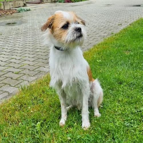 Gremlin, male senior Mixed Breed for adoption at Fundacja Puszatek, Warszawa