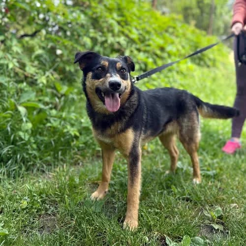 Nela, female puppy Mixed Breed for adoption at Fundacja Puszatek, Warszawa