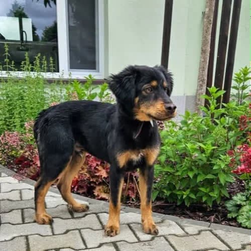 Gufi, male senior Mixed Breed for adoption at Fundacja Puszatek, Warszawa