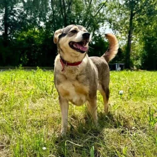 Nora, female puppy Mixed Breed for adoption at Fundacja Puszatek, Warszawa