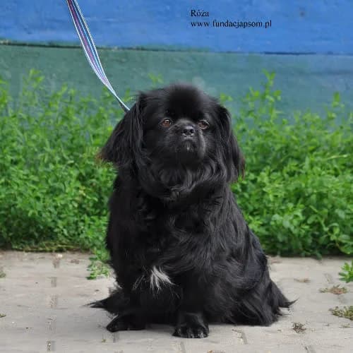 Róża, female young Mixed Breed for adoption at Fundacja Puszatek, Warszawa