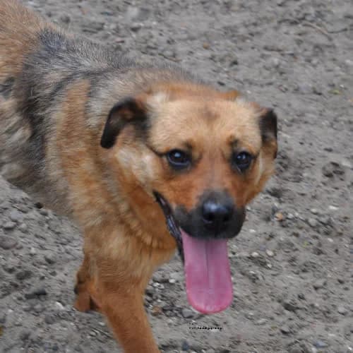 Sara, female puppy Mixed Breed for adoption at Fundacja Puszatek, Warszawa