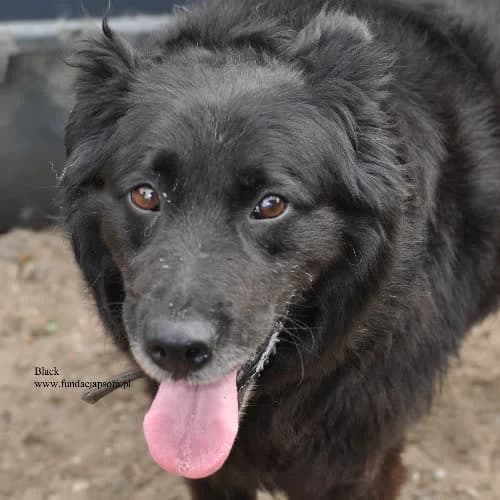 Black, male puppy Mixed Breed for adoption at Fundacja Puszatek, Warszawa