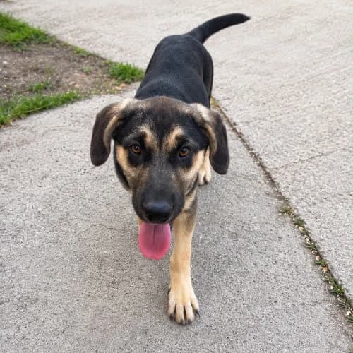 Masza, female 5yo Mixed Breed for adoption at Fundacja Puszatek, Warszawa