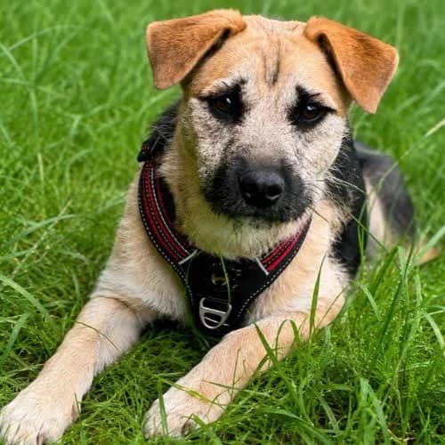 Dżony, male puppy Mixed Breed for adoption at Fundacja Puszatek, Warszawa
