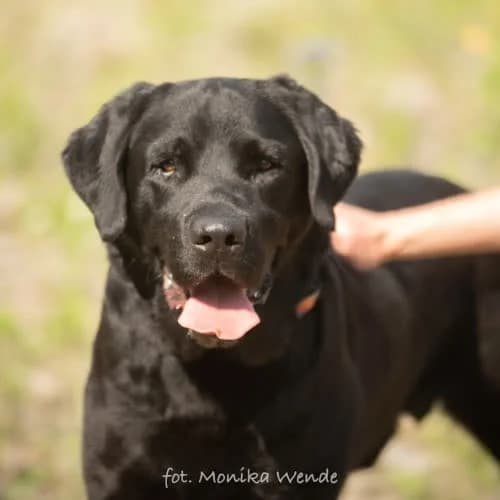 SHIRAN, male puppy Mixed Breed for adoption at Fundacja Puszatek, Warszawa