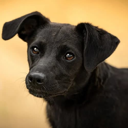 przyjazna FENDI, female puppy Mixed Breed for adoption at Fundacja Puszatek, Warszawa