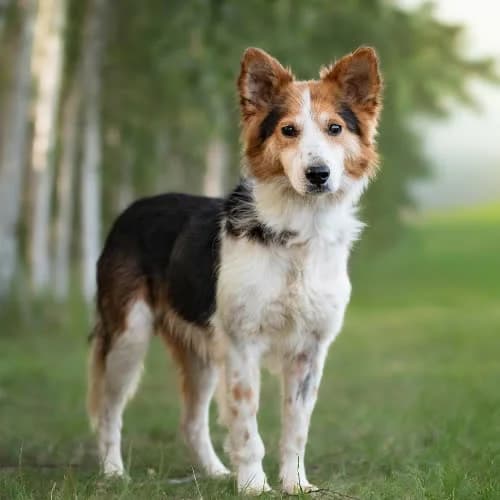 wrażliwy YUNAN, male 7yo Mixed Breed for adoption at Fundacja Puszatek, Warszawa