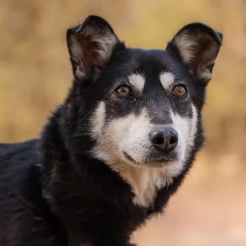 piękna VANASI, female young Mixed Breed for adoption at Fundacja Puszatek, Warszawa