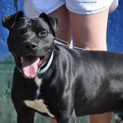 Hermes, male puppy Mixed Breed for adoption at Fundacja Puszatek, Warszawa