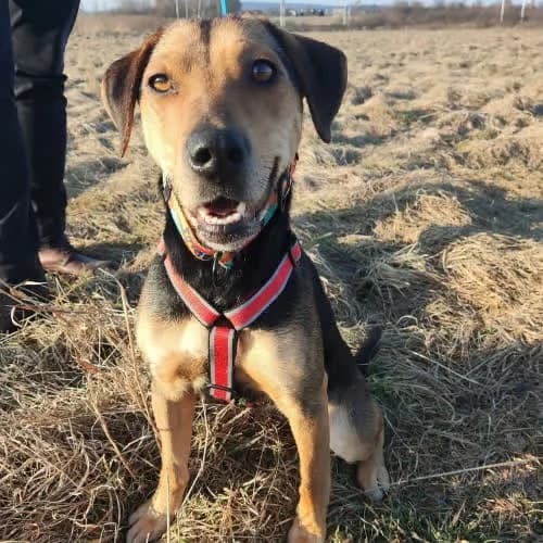 Atena, female puppy Mixed Breed for adoption at Fundacja Puszatek, Warszawa