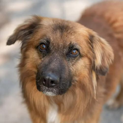 przyjazny BAFFO, male 3yo Mixed Breed for adoption at Fundacja Puszatek, Warszawa