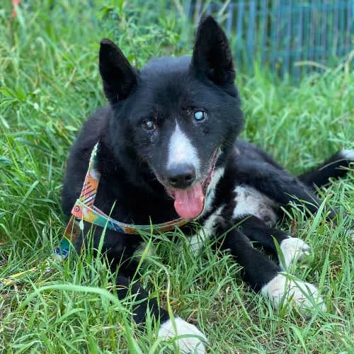 Zeus, male puppy Mixed Breed for adoption at Fundacja Puszatek, Warszawa