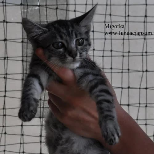 Migotka, female 3yo Mixed Breed for adoption at Fundacja Puszatek, Warszawa