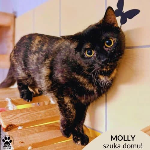 Molly, female puppy Mixed Breed for adoption at Fundacja Puszatek, Warszawa