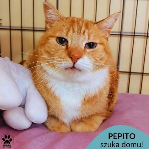 Pepito, male 6yo Mixed Breed for adoption at Fundacja Puszatek, Warszawa
