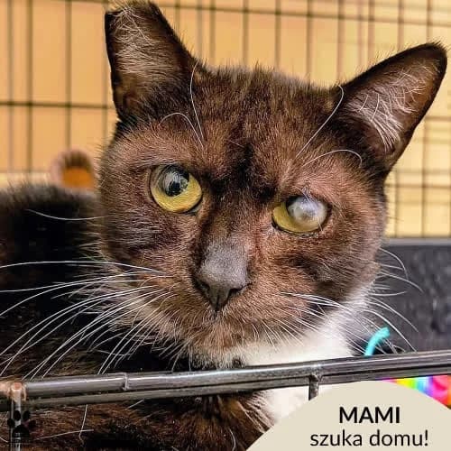 Mami, female 5yo Mixed Breed for adoption at Fundacja Puszatek, Warszawa