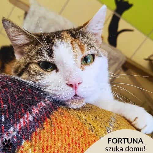 Fortuna, female young Mixed Breed for adoption at Fundacja Puszatek, Warszawa