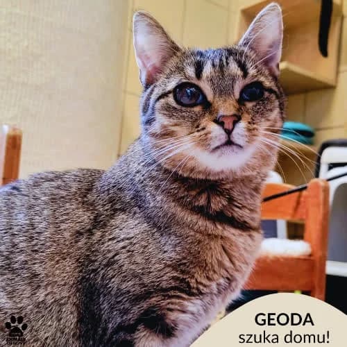 Geoda, female puppy Mixed Breed for adoption at Fundacja Puszatek, Warszawa