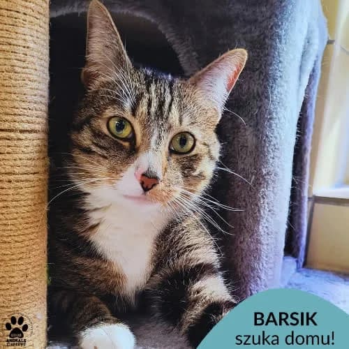 Barsik, male young Mixed Breed for adoption at Fundacja Puszatek, Warszawa