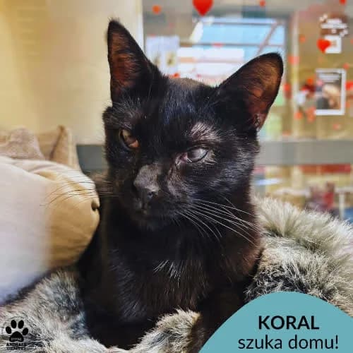 Koral, male puppy Mixed Breed for adoption at Fundacja Puszatek, Warszawa