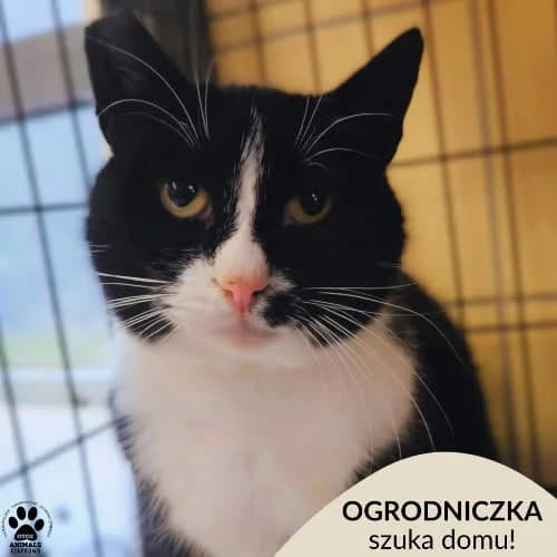Ogrodniczka, female young Mixed Breed for adoption at Fundacja Puszatek, Warszawa