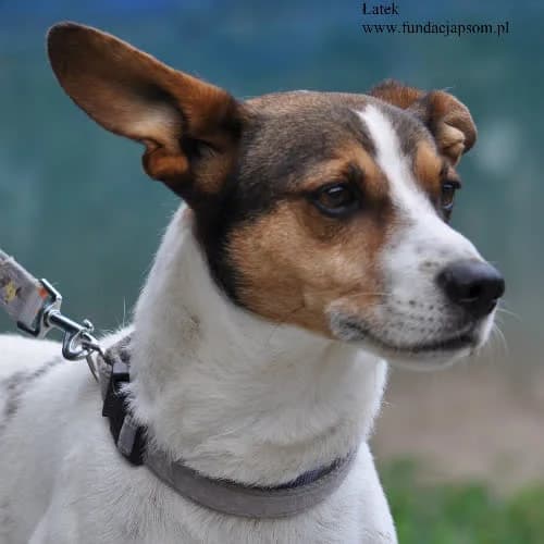 Łatek, male puppy Mixed Breed for adoption at Fundacja Puszatek, Warszawa