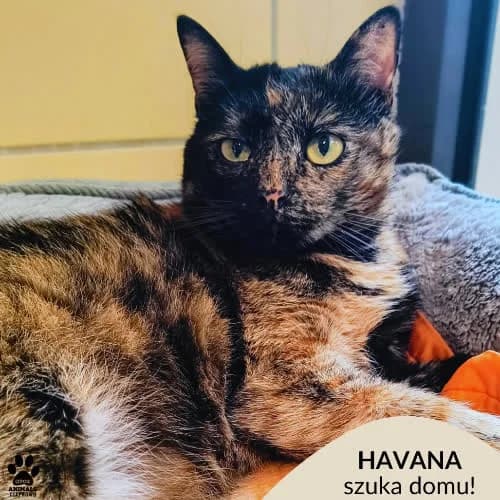 Havana, female 3yo Mixed Breed for adoption at Fundacja Puszatek, Warszawa