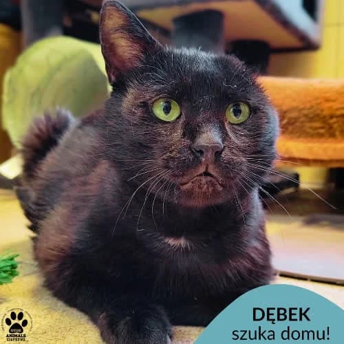 Dębek, male 4yo Mixed Breed for adoption at Fundacja Puszatek, Warszawa