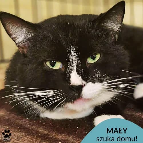 Mały, male 5yo Mixed Breed for adoption at Fundacja Puszatek, Warszawa